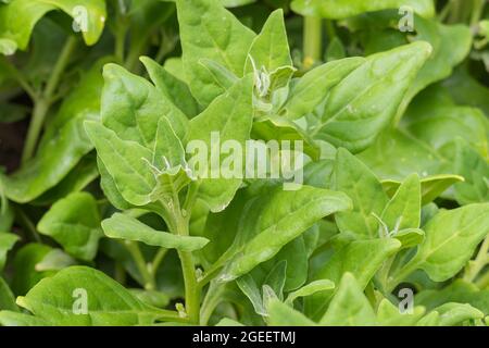 Plantez de la Tetragonia tétragonioides ou des épinards de Nouvelle-Zélande qui poussent à l'extérieur au printemps Banque D'Images