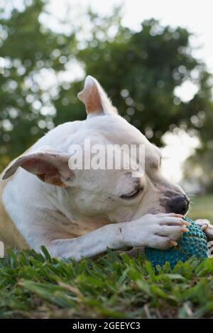 Chien terrier américain brun et blanc du staffordshire jouant dans un jardin avec une balle Banque D'Images