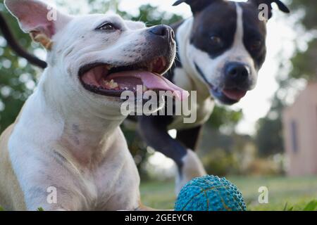 American staffordshire terrier chiens jouant dans un jardin avec une boule bleue Banque D'Images