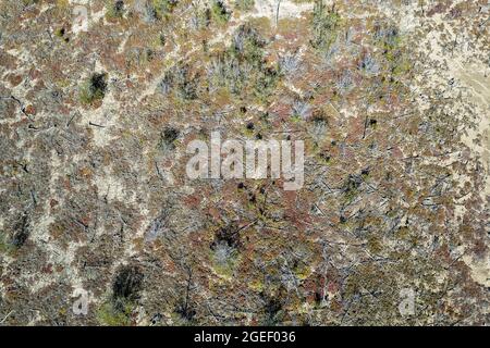 Vue aérienne du paysage des arbres qui poussent sur les plates-formes de sel marécageux à St Lawrence, Queensland, Australie Banque D'Images