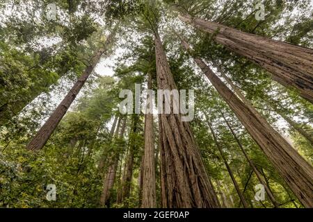 Sommets de séquoias géants perdus dans le brouillard côtier près de Tall Trees Grove dans le parc national de Redwood, Californie. Banque D'Images