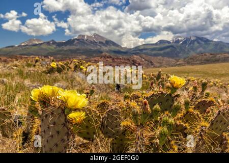 Pricky Pear Cactus sur une petite fleur de colline avec des fleurs jaunes devant les montagnes de la Sal au sud de Moab Utah. Banque D'Images