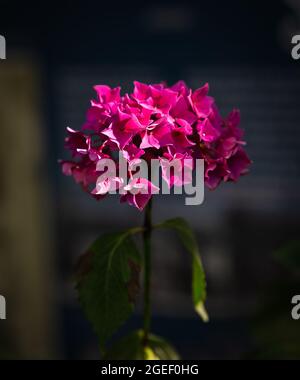 De belles fleurs de Bougainvilliers roses sur fond sombre. Banque D'Images