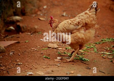 salvador, bahia, brésil - le 17 août 2021 : on voit du poulet de jardin dans une zone rurale de la ville de Salvador. Banque D'Images