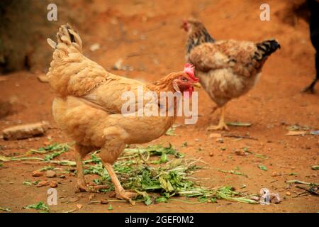 salvador, bahia, brésil - le 17 août 2021 : on voit du poulet de jardin dans une zone rurale de la ville de Salvador. Banque D'Images