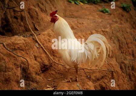 salvador, bahia, brésil - le 17 août 2021 : on voit du poulet de jardin dans une zone rurale de la ville de Salvador. Banque D'Images