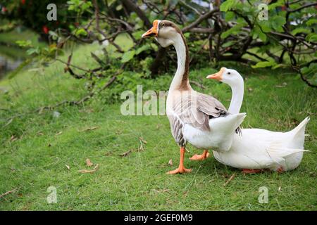 salvador, bahia, brésil - 17 août 2021 : des oiseaux d'oies sont vus sur le lac de la Dique de Itororo dans la ville de Salvador. Banque D'Images