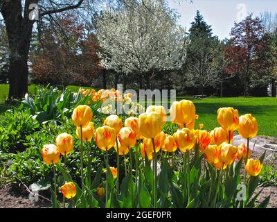 Parc public au printemps avec tulipes jaunes. Banque D'Images