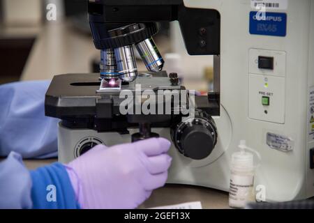 Un technicien de laboratoire médical du 59e Escadron de diagnostics médicaux et de thérapies utilise de l'huile d'immersion avec un microscope pour effectuer une numération sanguine complète au Wilford Hall Ambulatory Surgical Centre, joint base San Antonio-Lackland, Texas, le 12 août 2021. Chaque année, le laboratoire clinique de la WHASC teste plus de trois millions d’échantillons à l’appui de 715 fournisseurs. (É.-U. Photo de la Force aérienne par Airman 1ère classe Melody Bordeaux) Banque D'Images