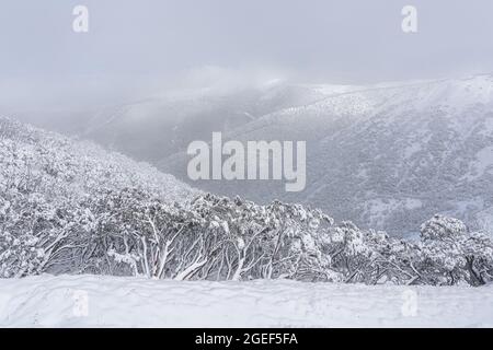 Scène hivernale envoûtante sur le mont Hotham, Victoria, Australie Banque D'Images