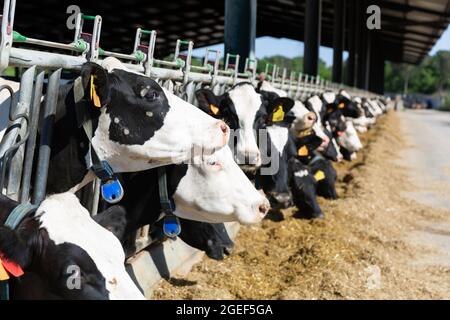 Vaches mangeant du foin dans le bassin de vache extérieur sur la ferme laitière Banque D'Images