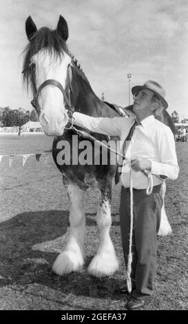 GATTON QUEENSLAND, AUSTRALIE, JUILLET 1984 : un maître de course contrôle son cheval Clydesdale lors du spectacle ANNUEL A and P à Gatton, Queensland, 1984. Numérisé à partir de négatifs originaux pour publication dans un journal. Banque D'Images