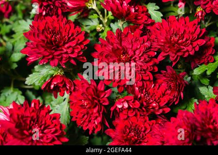 Rouge bordeaux chrysanthème fleurs buisson automne fond. Motif coloré de plantes de chrysanthème dans le jardin de fleurs d'automne. Automne rouge chrysanthème fleurs vivaces gros plan à l'extérieur Banque D'Images