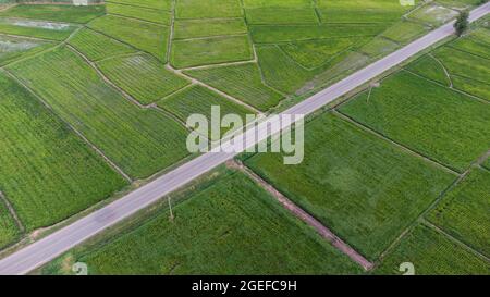 Vue aérienne d'un champ de riz en Thaïlande. Champs de riz vert nature agricole fond, vue de dessus champ de riz avec voie de parcelles agricoles Banque D'Images