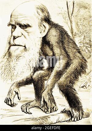 'A Venerable Orang-outang', caricature de Charles Darwin comme un singe publié dans The Hornet, un magazine satirique - 22 mars 1871 Banque D'Images