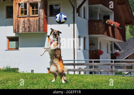 Chien mignon jouant avec le ballon dans l'arrière-cour Banque D'Images