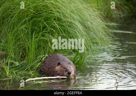 Castor mastiquant sur l'écorce d'une branche de peuplier baumier dans un étang (Castor canadensis, Populus balsamifera) Banque D'Images