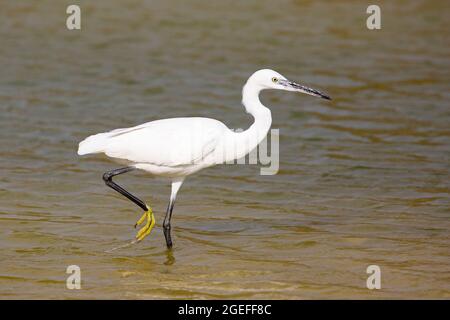 Little Egret barboter à travers l'étang au Centre international de recherche et de Birding à Eilat (Egretta garzetta) Banque D'Images