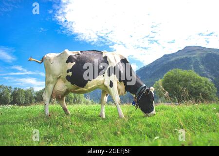 Une vache suisse se nourrit sur le pâturage Banque D'Images