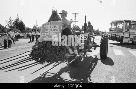 KINGAROY, QUEENSLAND, AUSTRALIE, 28 AVRIL 1984 : un garçon fait rouler un tracteur d'entrepreneur pendant la parade du festival annuel de la cacahuète de Kingaroy, 1984. Numérisé à partir de négatifs originaux pour publication dans un journal. Banque D'Images