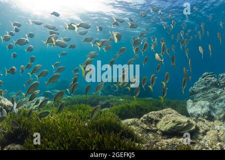 FRANCE. VAR (83) SIX-FOURS-LES-PLAGES. POISSONS SOUS L'EAU Banque D'Images