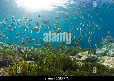 FRANCE. VAR (83) SIX-FOURS-LES-PLAGES. VUE AQUATIQUE D'UN SHOAL DE JEUNES SAUPES Banque D'Images