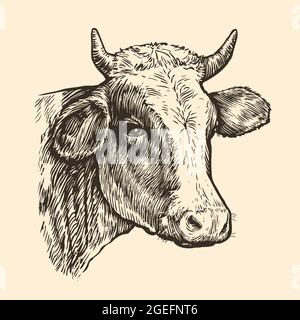 La tête des vaches. Esquisse dessinée à la main dans un style graphique. Illustration vectorielle vintage Illustration de Vecteur