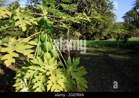 Papaye et bouquet de fruits. Papaye verte sur l'arbre. Soleil dans les champs. Banque D'Images