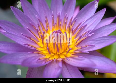 Gros plan d'une belle eau lilas Lilly ( Nymphaea odorata) Banque D'Images
