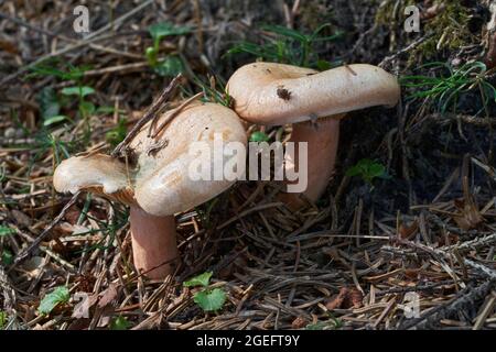 Champignon comestible Lactarius deterrimus dans la forêt d'épinette. Connu sous le nom de lamcap faux safran ou lamcap orange. Champignons sauvages poussant dans les aiguilles. Banque D'Images