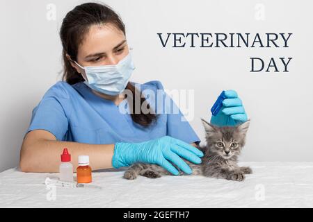 Carte de vœux vétérinaire avec texte. Un vétérinaire coule sur les garrot du remède de chat ou des gouttes de puces pour le traitement d'un chaton. Banque D'Images