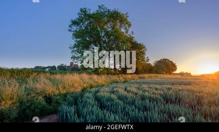 Lordington, Royaume-Uni - 14 juin 2021 : lever du soleil d'été sur la campagne du West Sussex près du monument de Racton, Lordington dans le parc national de South Downs Banque D'Images