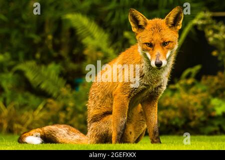 Un renard roux urbain humide et curieux (Vulpes vulpes) lors d'un jour de pluie dans un jardin du nord de Londres, au Royaume-Uni Banque D'Images