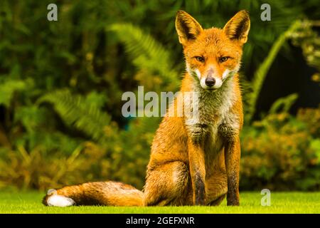 Un renard roux urbain humide (Vulpes vulpes) par temps pluvieux dans un jardin du nord de Londres, au Royaume-Uni Banque D'Images