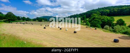 Tal-y-Bont, pays de Galles - 15 juillet 2021 : balles de paille dans un champ sur les rives de la rivière Usk à Llangetty près de Tay-y-Bont, pays de Galles Banque D'Images