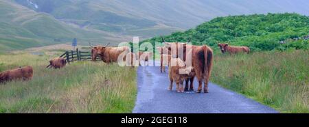 Glen Lyon, Écosse - 7 août 2021 : le bétail de Higland est en règle à Glen Lyon, Écosse Banque D'Images