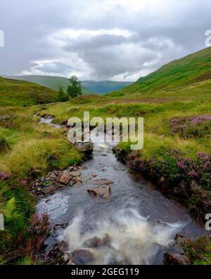 Ben Lawers, Écosse - 7 août 2021 : ruisseau, chute d'eau et arbre des Highlands dans l'après-midi lumière sur l'Allt bail' a'mhuilinn, Ben Lawers près de Glen Lyon Banque D'Images