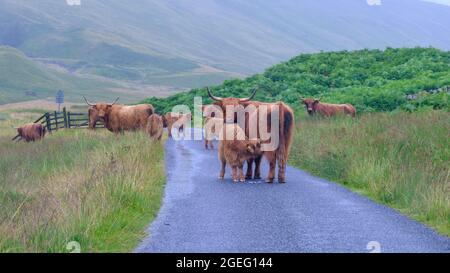 Glen Lyon, Écosse - 7 août 2021 : le bétail de Higland est en règle à Glen Lyon, Écosse Banque D'Images