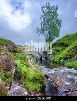 Ben Lawers, Écosse - 7 août 2021 : ruisseau, chute d'eau et arbre des Highlands dans l'après-midi lumière sur l'Allt bail' a'mhuilinn, Ben Lawers près de Glen Lyon Banque D'Images