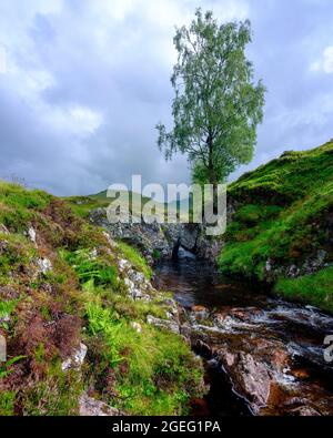 Ben Lawers, Écosse - 7 août 2021 : ruisseau, chute d'eau et arbre des Highlands dans l'après-midi lumière sur l'Allt bail' a'mhuilinn, Ben Lawers près de Glen Lyon Banque D'Images