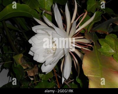 gros plan de la reine de la nuit (Epiphyllum oxypetalum) fleur blanche de nuit parfumée Banque D'Images