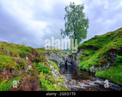 Ben Lawers, Écosse - 7 août 2021 : ruisseau, chute d'eau et arbre des Highlands dans l'après-midi lumière sur l'Allt bail' a'mhuilinn, Ben Lawers près de Glen Lyon Banque D'Images