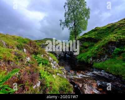 Ben Lawers, Écosse - 7 août 2021 : ruisseau, chute d'eau et arbre des Highlands dans l'après-midi lumière sur l'Allt bail' a'mhuilinn, Ben Lawers près de Glen Lyon Banque D'Images