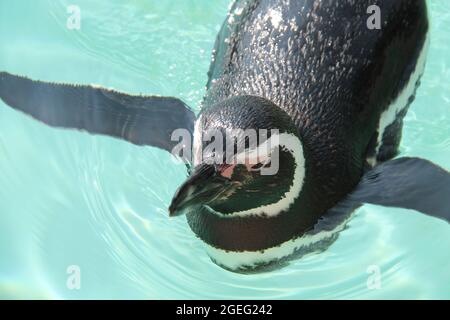 Gros plan sur un pingouin Magellanique nageant. Banque D'Images