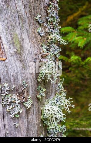 Vieux tronc d'arbre avec lichens en croissance Banque D'Images