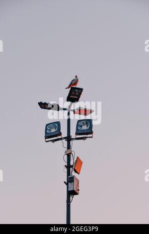 Photo verticale d'un mouette sur la lampe près du Colisée, Rome, Italie Banque D'Images