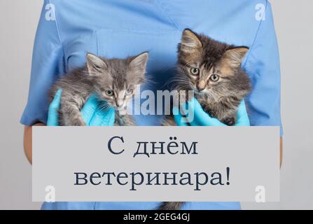 Carte de vœux avec texte en russe, traduction Happy Veterinary Day. Le vétérinaire tient deux chatons gris dans ses mains. Banque D'Images