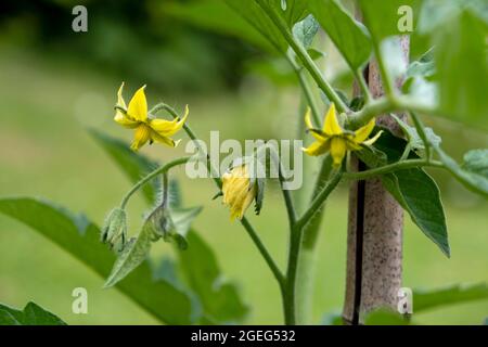 Plante de tomate avec des fleurs dans un jardin au printemps Banque D'Images