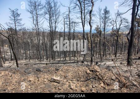 Île d'Evia, Grèce. 19 août 2021. Vue d'une forêt brûlée près d'Agia Anna.les séquelles des feux de forêt dans la partie nord de l'île grecque d'Evia (Euboea ) où le feu a continué à brûler presque pendant 10 jours, la forêt brûlante et les bâtiments. Près de 100,000 hectares de forêt ont brûlé dans des incendies grecs selon les services européens d'urgence de Copernic. Crédit : SOPA Images Limited/Alamy Live News Banque D'Images