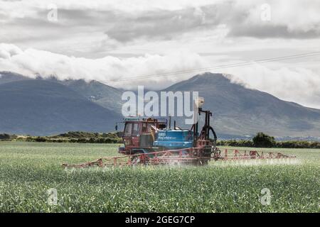 Spa, Kerry, Irlande. 19 août 2021. L'agriculteur Paudie Hanafin pulvérise sa récolte de poireaux avec des aliments sur son terrain à Ballygarrow, Spa, Co. Kerry, Irlande. - photo; David Creedon / Alamy Live News Banque D'Images